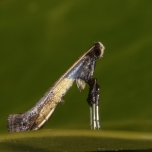 Caloptilia azaleella at Melba, ACT - 9 May 2021