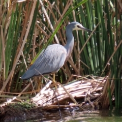 Egretta novaehollandiae (White-faced Heron) at Point Hut Pond - 10 May 2021 by RodDeb