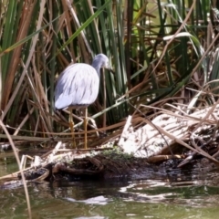 Egretta novaehollandiae at Gordon, ACT - 10 May 2021