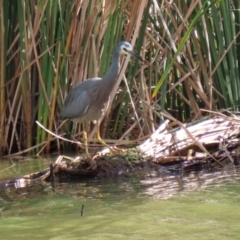 Egretta novaehollandiae at Gordon, ACT - 10 May 2021