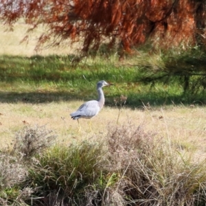 Egretta novaehollandiae at Gordon, ACT - 10 May 2021