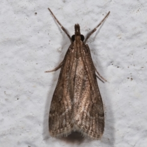 Eudonia cleodoralis at Melba, ACT - 9 May 2021 11:47 PM