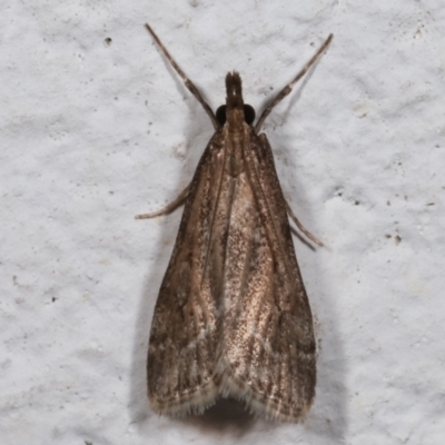 Eudonia cleodoralis (A Crambid moth) at Melba, ACT - 9 May 2021 by kasiaaus