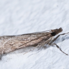 Eudonia cleodoralis at Melba, ACT - 9 May 2021 11:47 PM