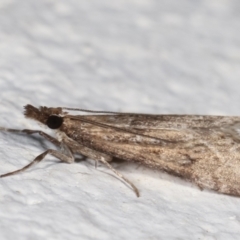 Eudonia cleodoralis at Melba, ACT - 9 May 2021 11:47 PM