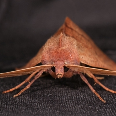 Fisera perplexata (Light-tan Crest-moth) at Melba, ACT - 9 May 2021 by kasiaaus