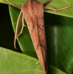 Fisera perplexata at Melba, ACT - 9 May 2021