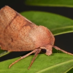 Fisera perplexata at Melba, ACT - 9 May 2021