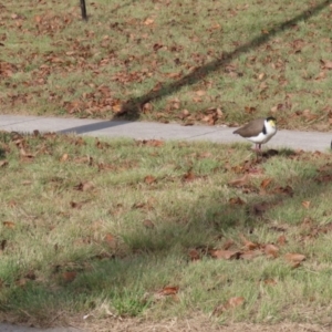 Vanellus miles at Richardson, ACT - 10 May 2021 02:00 PM