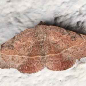 Sophta concavata at Melba, ACT - 8 May 2021 12:10 AM