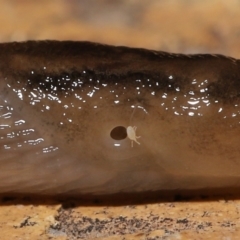 Riccardoella oudemansi (White Slug Mite) at Evatt, ACT - 9 May 2021 by TimL