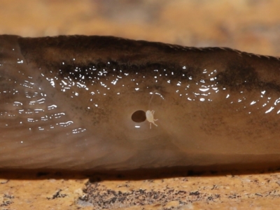 Riccardoella oudemansi (White Slug Mite) at Evatt, ACT - 10 May 2021 by TimL