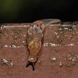 Cystopelta sp. (genus) at Acton, ACT - 4 May 2021 10:34 AM