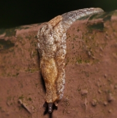 Cystopelta sp. (genus) at Acton, ACT - 4 May 2021 10:34 AM