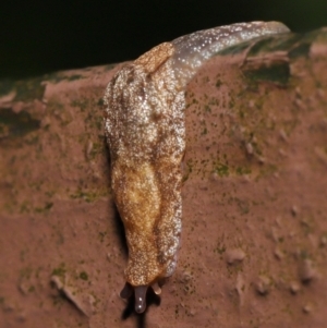 Cystopelta sp. (genus) at Acton, ACT - 4 May 2021