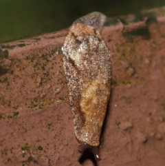 Cystopelta sp. (genus) at Acton, ACT - 4 May 2021 10:34 AM