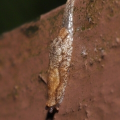 Cystopelta sp. (genus) at Acton, ACT - 4 May 2021 10:34 AM