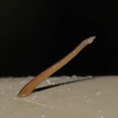 Hirudinea sp. (Class) (Unidentified Leech) at Acton, ACT - 4 May 2021 by TimL