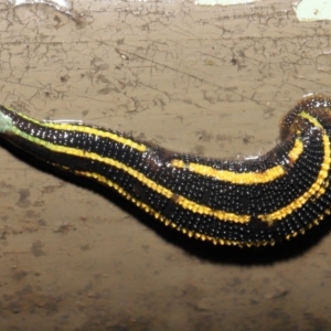 Hirudinidae sp. (family) at Acton, ACT - 4 May 2021