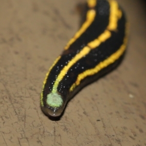 Hirudinidae sp. (family) at Acton, ACT - 4 May 2021