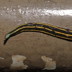 Hirudinidae sp. (family) at Acton, ACT - 4 May 2021