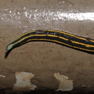 Hirudinidae sp. (family) at Acton, ACT - 4 May 2021