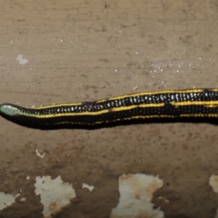 Hirudinidae sp. (family) at Acton, ACT - 4 May 2021