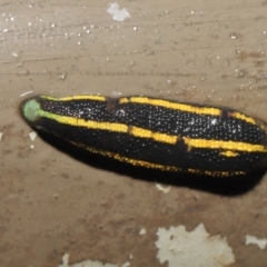 Hirudinidae sp. (family) at Acton, ACT - 4 May 2021