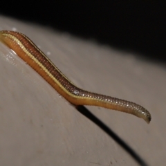 Hirudinidae sp. (family) (A Striped Leech) at Acton, ACT - 4 May 2021 by TimL