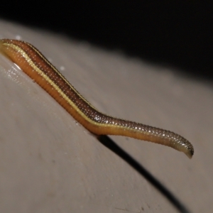 Hirudinidae sp. (family) at Acton, ACT - 4 May 2021