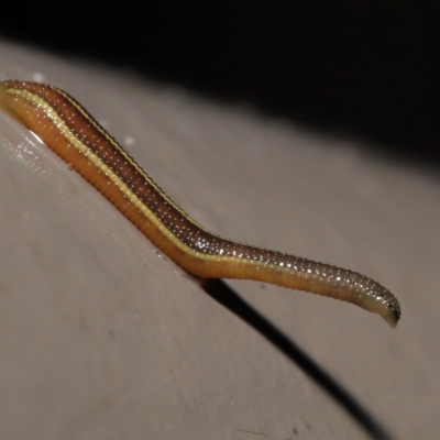Hirudinidae sp. (family) (A Striped Leech) at ANBG - 4 May 2021 by TimL
