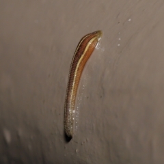 Hirudinidae sp. (family) at Acton, ACT - 4 May 2021