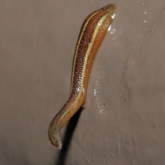 Hirudinidae sp. (family) at Acton, ACT - 4 May 2021