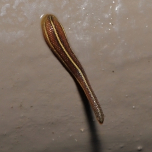 Hirudinidae sp. (family) at Acton, ACT - 4 May 2021