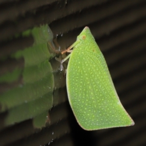 Siphanta acuta at Acton, ACT - 4 May 2021