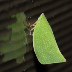 Siphanta acuta (Green planthopper, Torpedo bug) at Acton, ACT - 4 May 2021 by TimL