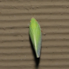 Siphanta acuta at Acton, ACT - 4 May 2021