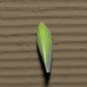 Siphanta acuta at Acton, ACT - 4 May 2021