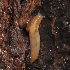 Ambigolimax sp. (valentius and waterstoni) (Striped Field Slug) at Acton, ACT - 4 May 2021 by TimL