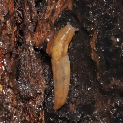 Ambigolimax nyctelia (Striped Field Slug) at ANBG - 4 May 2021 by TimL