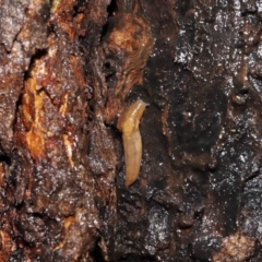 Ambigolimax sp. (valentius and waterstoni) at Acton, ACT - 4 May 2021