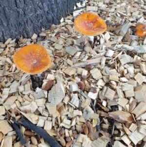 Amanita muscaria at Reid, ACT - 7 May 2021