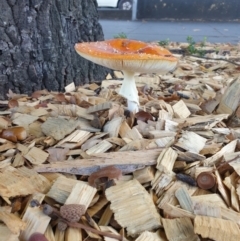 Amanita muscaria at Reid, ACT - 7 May 2021