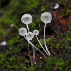 Mycena sp. at Acton, ACT - 5 May 2021