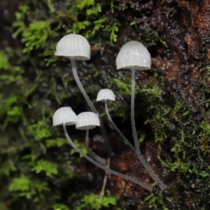 Mycena sp. at Acton, ACT - 5 May 2021 10:36 AM