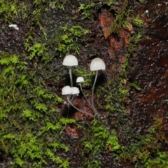 Mycena sp. at Acton, ACT - 5 May 2021