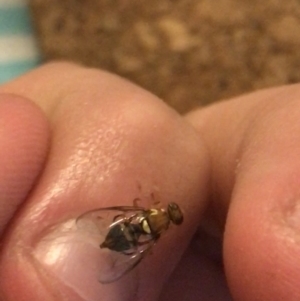 Bactrocera (Bactrocera) tryoni at Garran, ACT - 5 May 2021