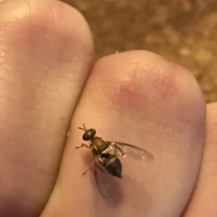 Bactrocera (Bactrocera) tryoni at Garran, ACT - 5 May 2021 04:19 PM