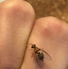 Bactrocera (Bactrocera) tryoni at Garran, ACT - 5 May 2021 04:19 PM