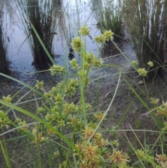 Cyperus eragrostis (Umbrella Sedge) at Tuggeranong Creek to Monash Grassland - 4 Mar 2021 by michaelb